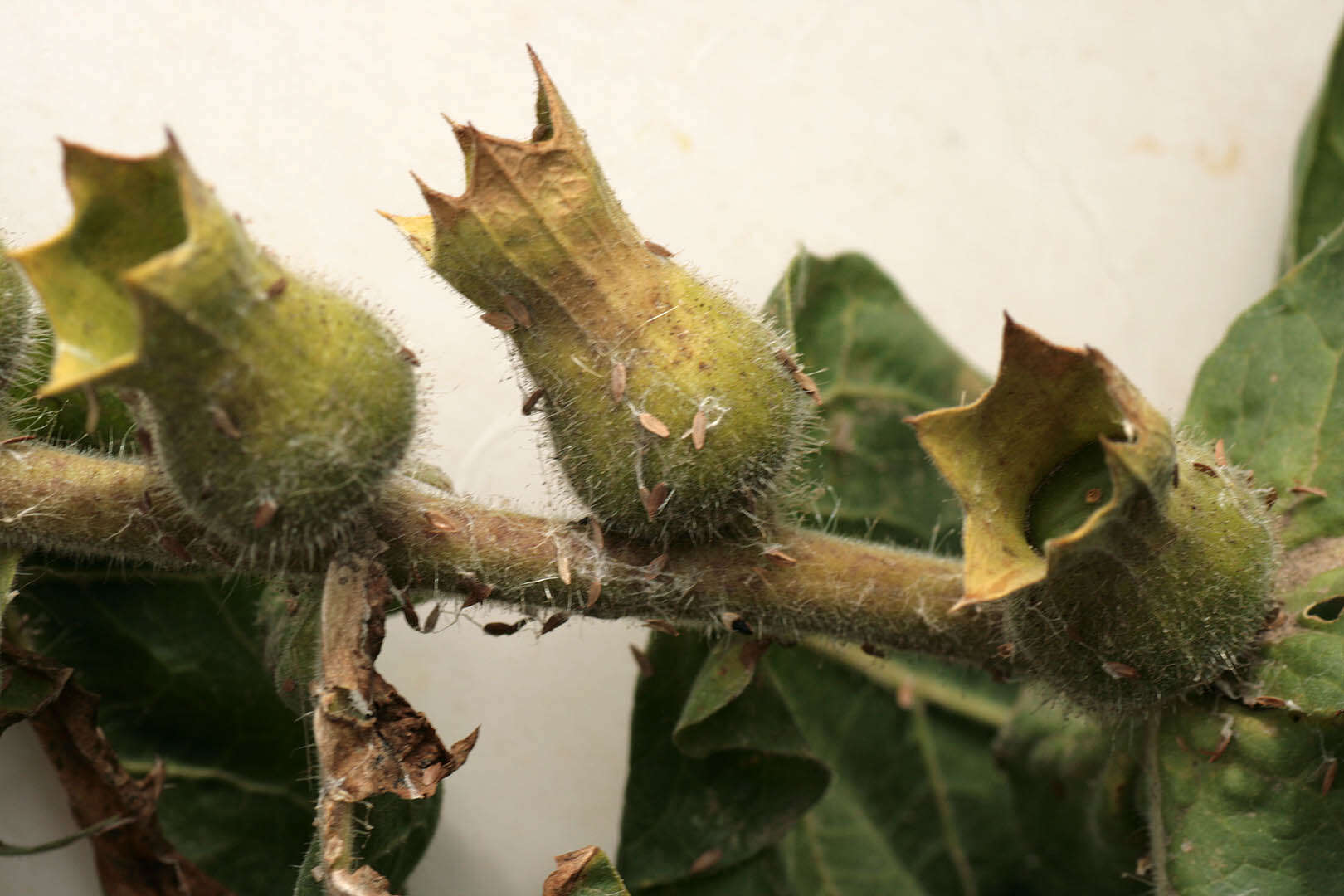 Image of black henbane