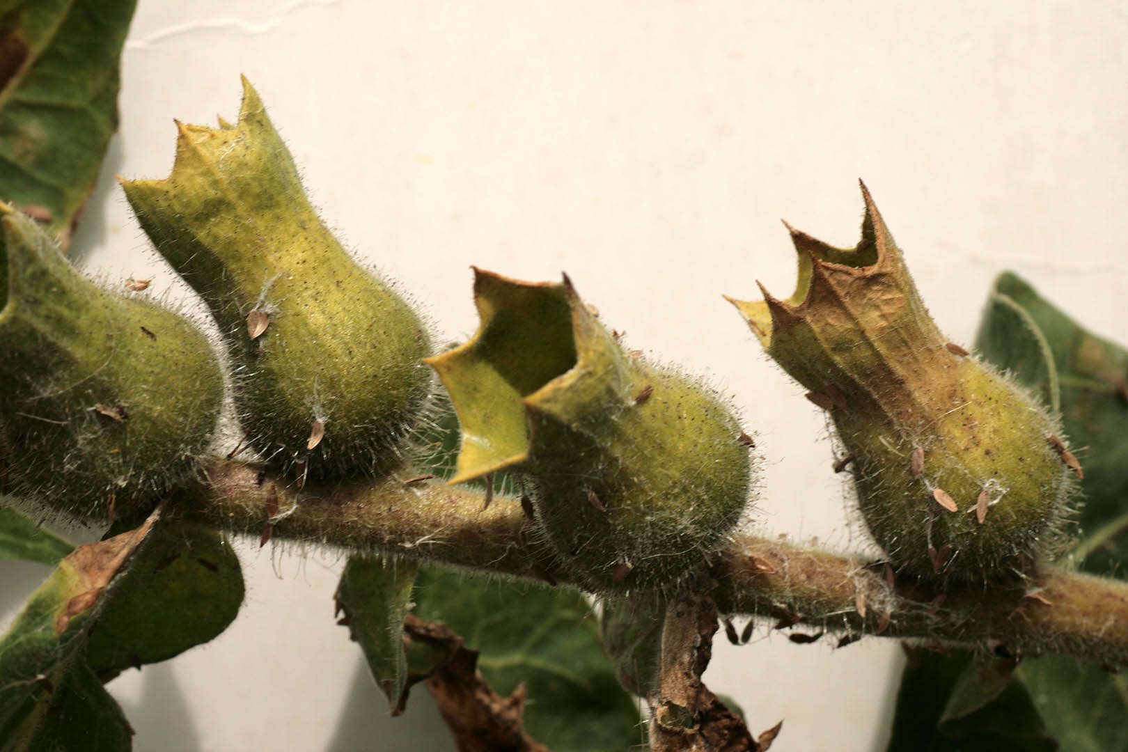 Image of black henbane