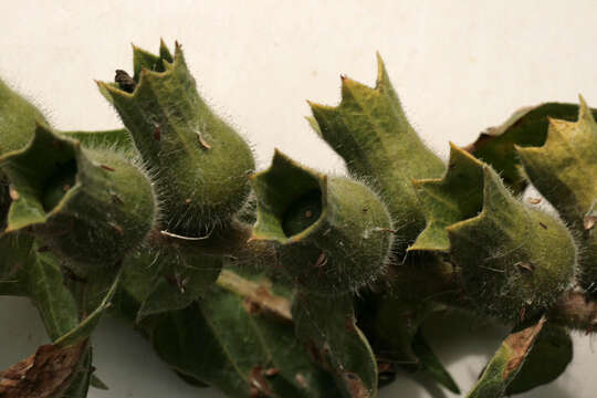 Image of black henbane