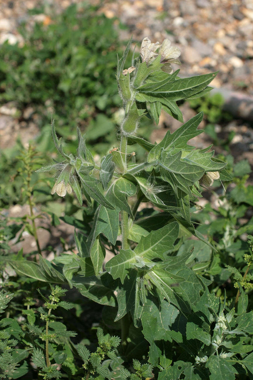 Image of black henbane