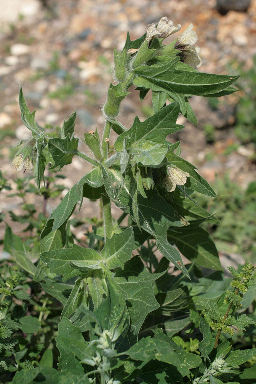 Image of black henbane