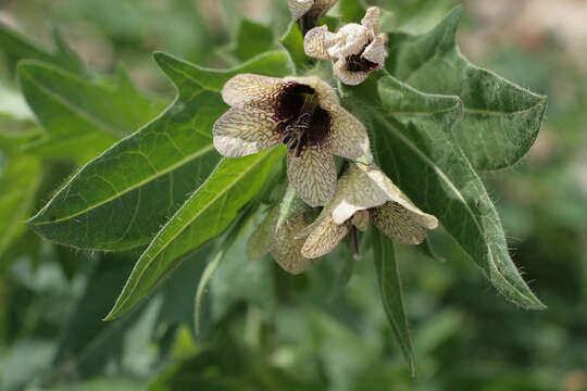 Image of black henbane