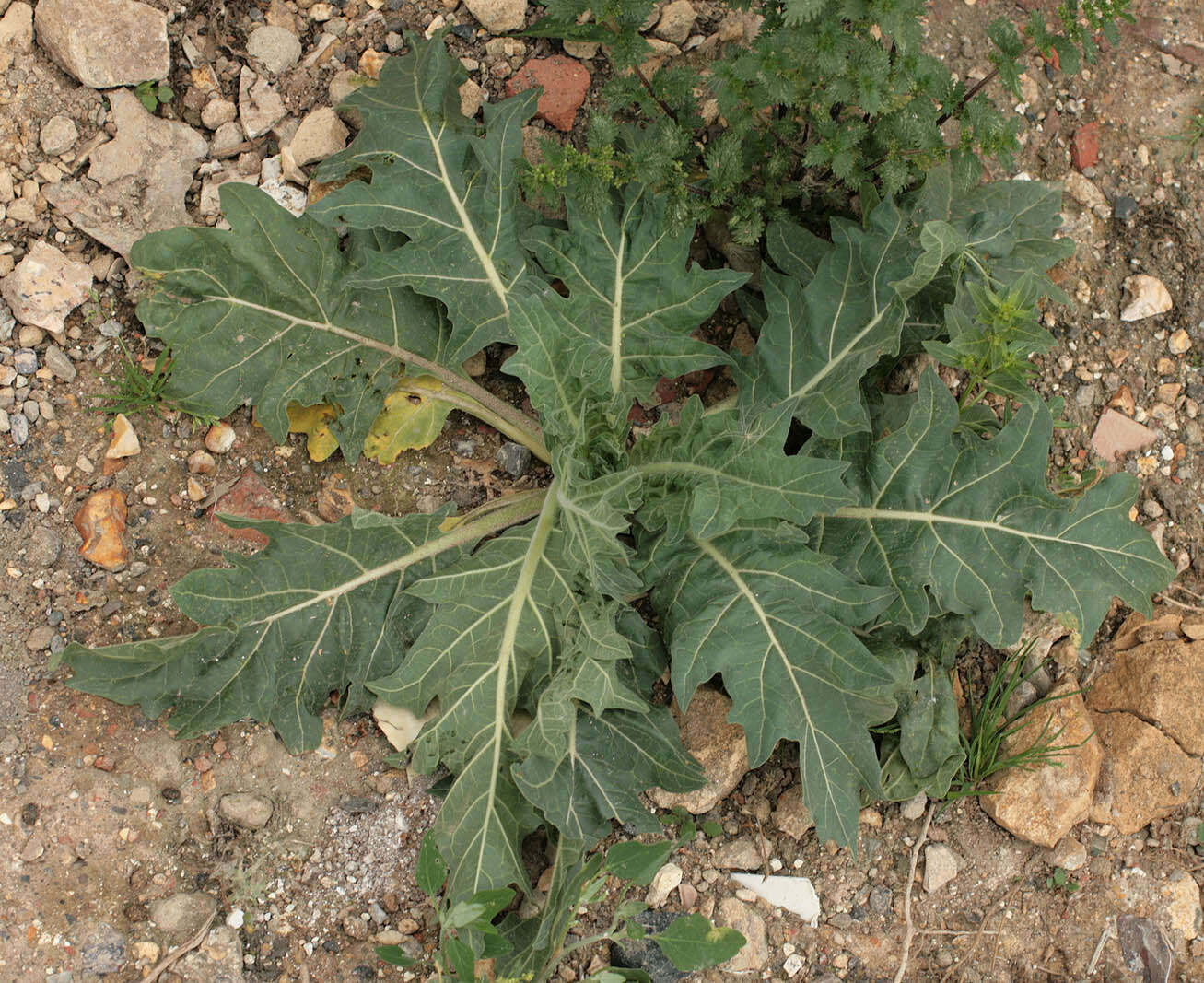 Image of black henbane