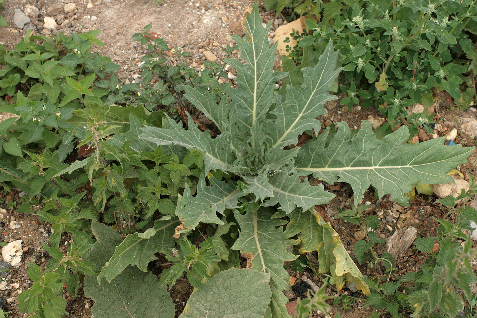 Image of black henbane