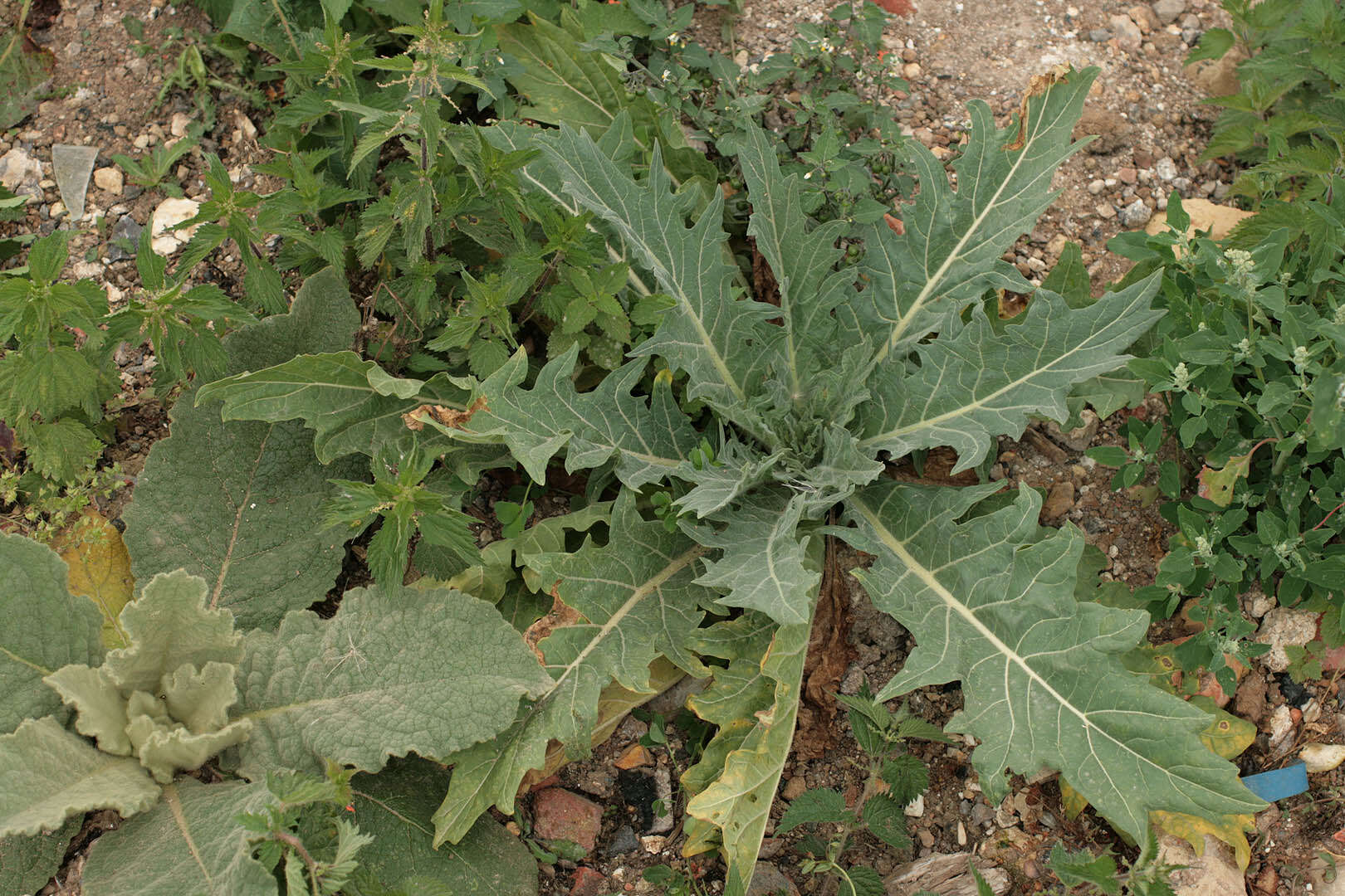 Image of black henbane