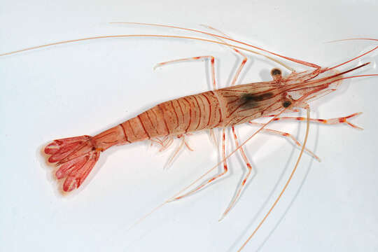 Image of Common prawn