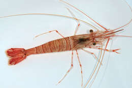 Image of Common prawn