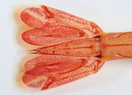 Image of Common prawn