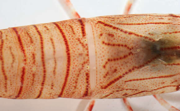 Image of Common prawn