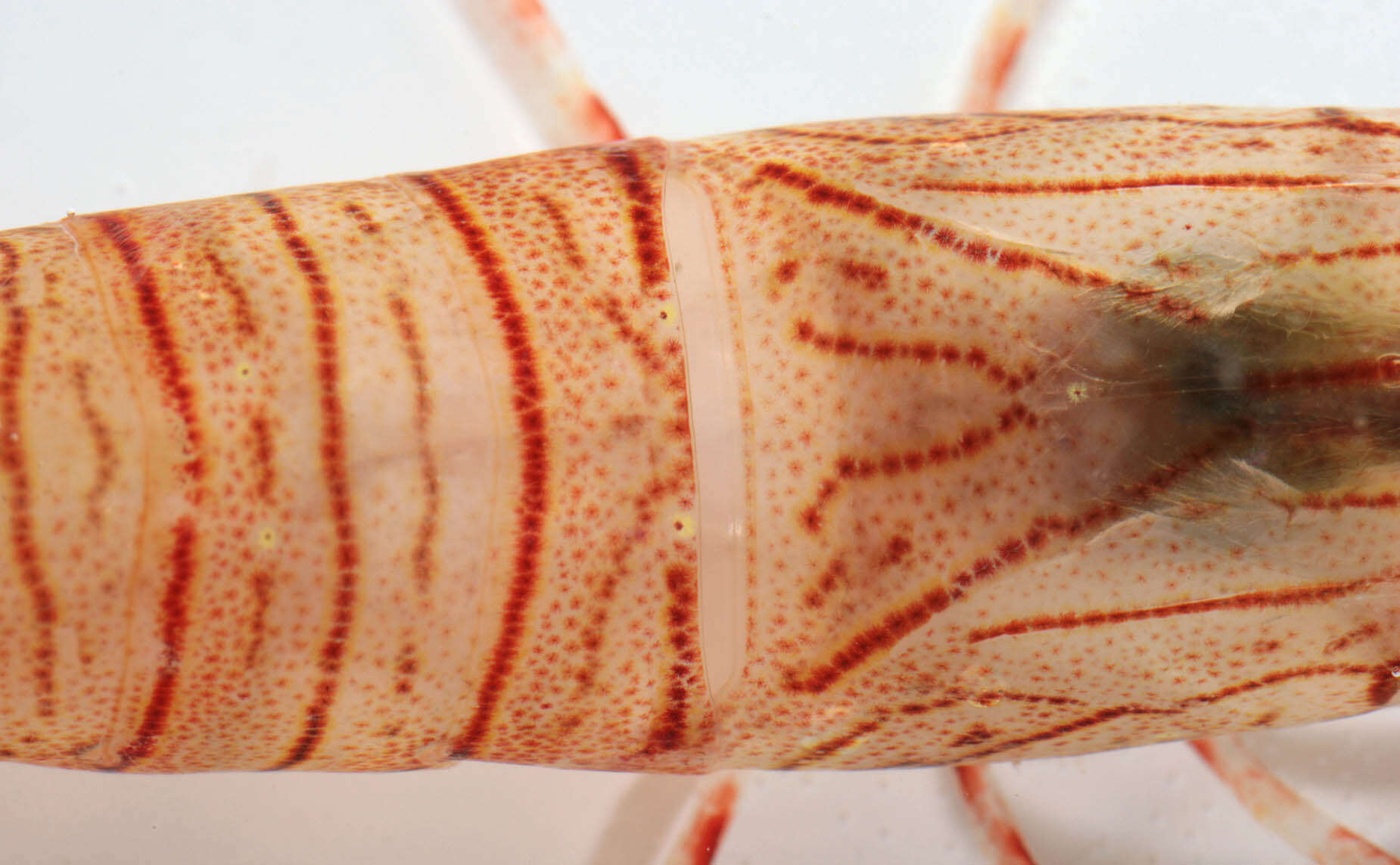 Image of Common prawn