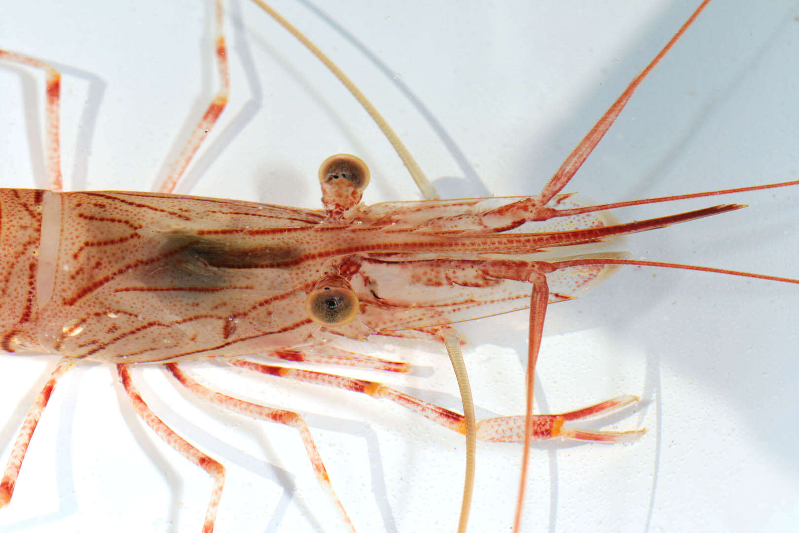 Image of Common prawn