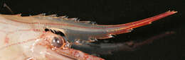 Image of Common prawn