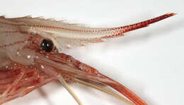 Image of Common prawn