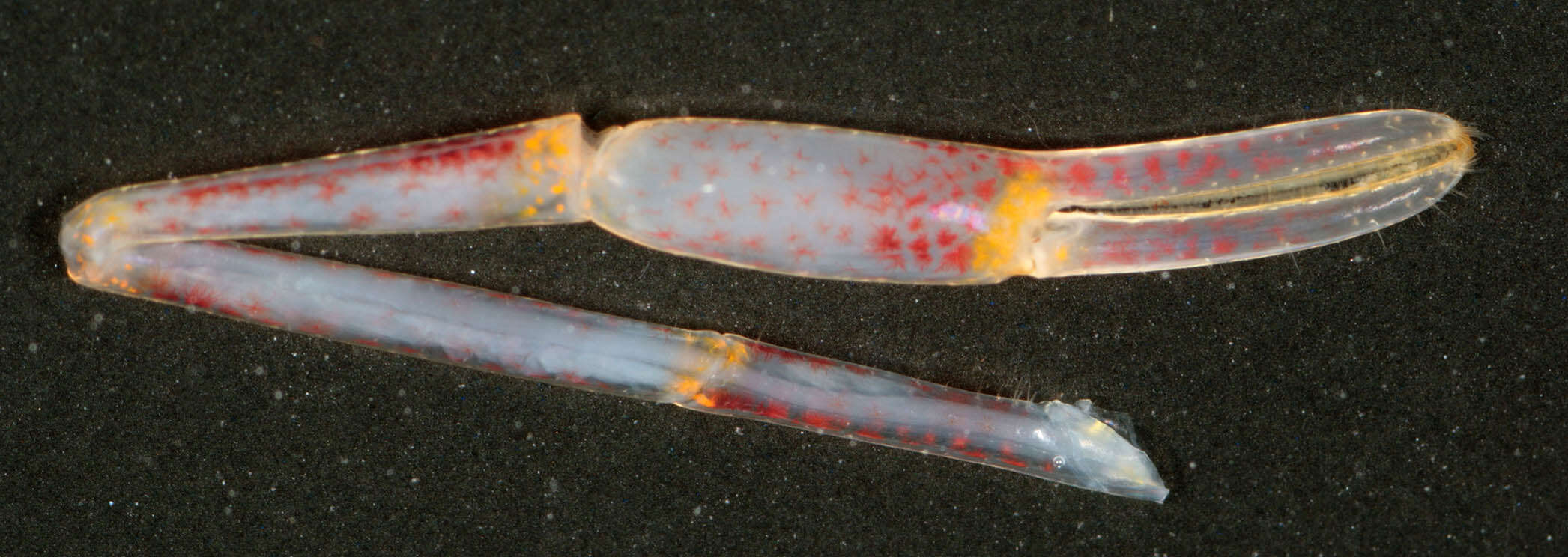 Image of Common prawn