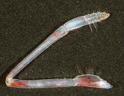 Image of Common prawn