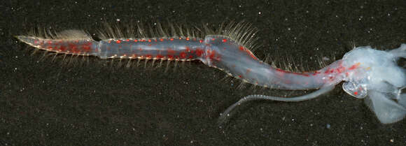 Image of Common prawn