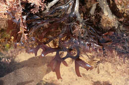 Image of Chondrus Stackhouse 1797