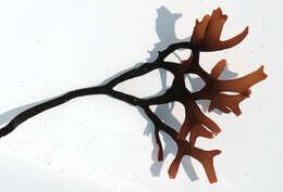 Image of Chondrus Stackhouse 1797