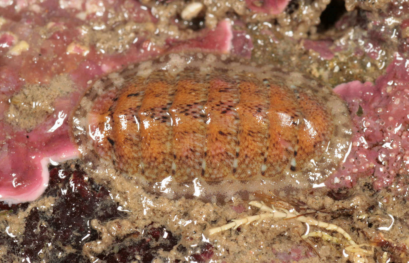 Image of cinereous chiton