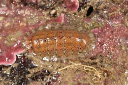 Image of cinereous chiton