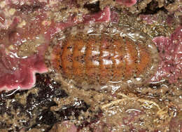 Image of cinereous chiton