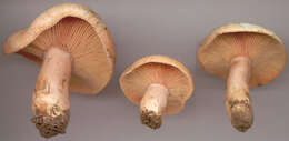 Image of Lactarius semisanguifluus R. Heim & Leclair 1950