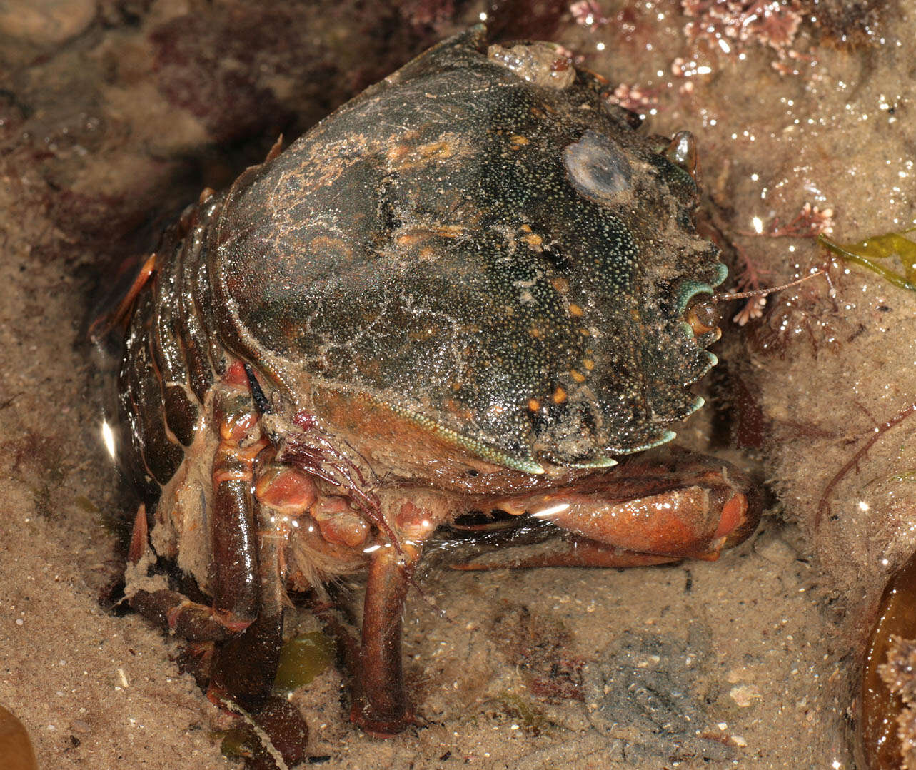 Image of Carcinidae MacLeay 1838