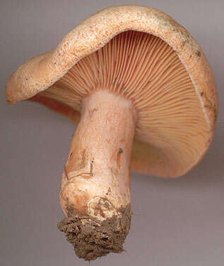 Image of Lactarius semisanguifluus R. Heim & Leclair 1950