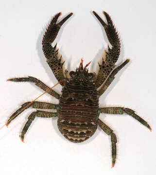 Image of Leach's squat lobster