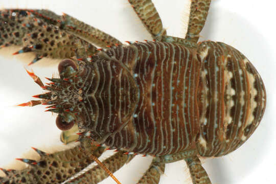 Image of Leach's squat lobster