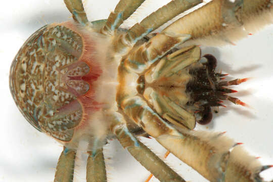 Image of Leach's squat lobster