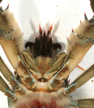 Image of Leach's squat lobster