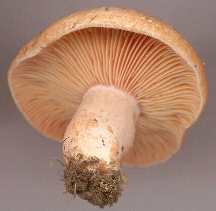 Image of Lactarius semisanguifluus R. Heim & Leclair 1950