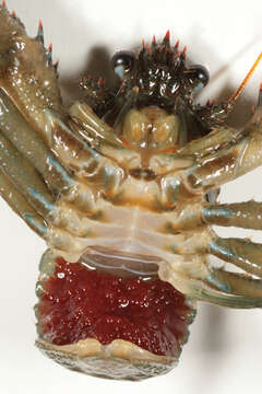 Image of Leach's squat lobster