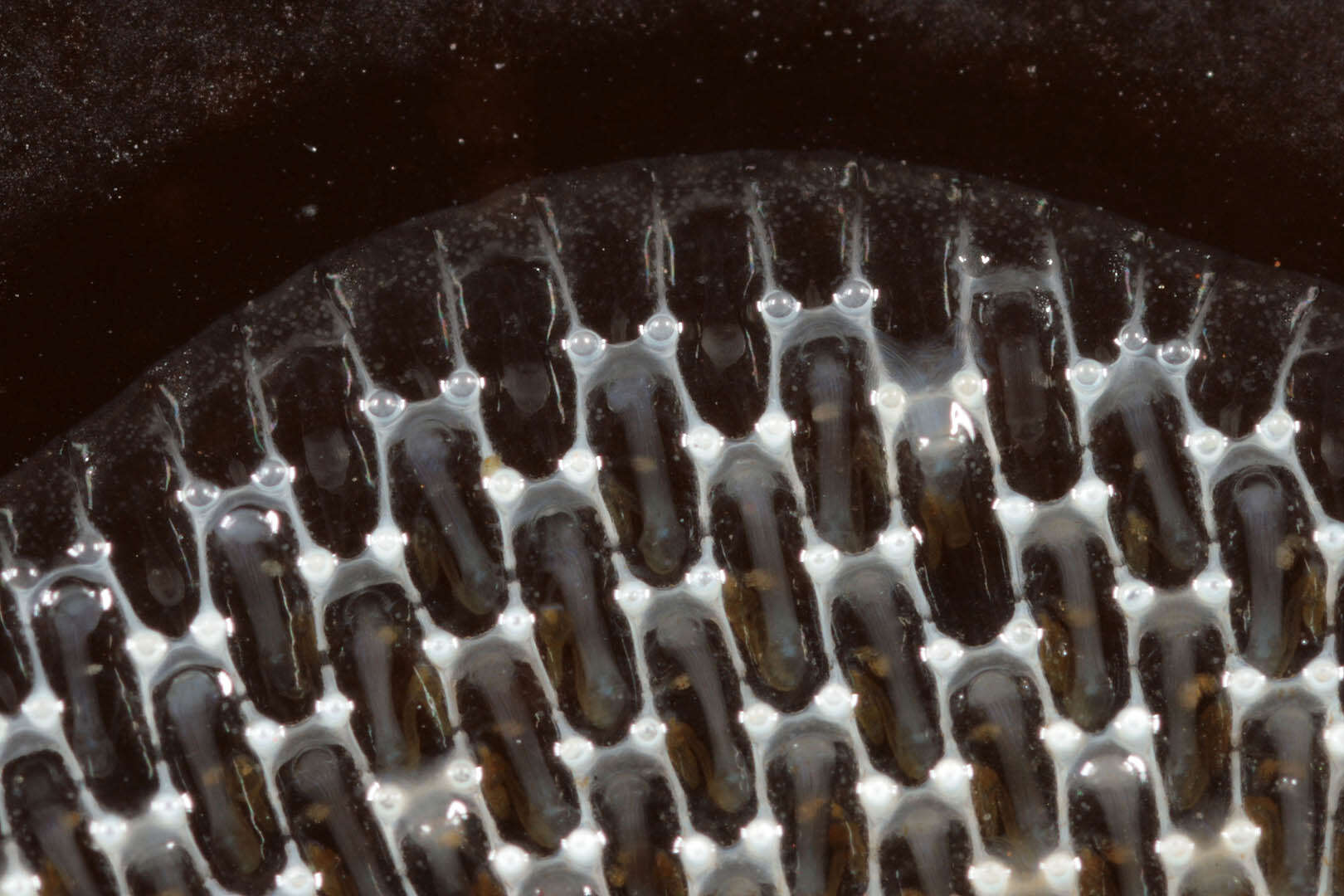 Image of Marine bryozoan