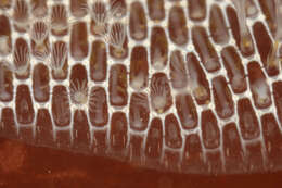 Image of Marine bryozoan