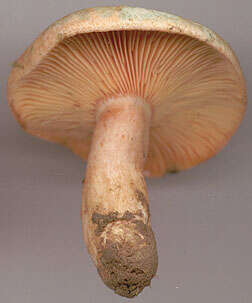 Image of Lactarius semisanguifluus R. Heim & Leclair 1950