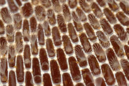 Image of Marine bryozoan