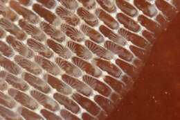 Image of Marine bryozoan