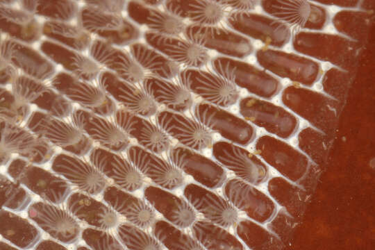 Image of Marine bryozoan