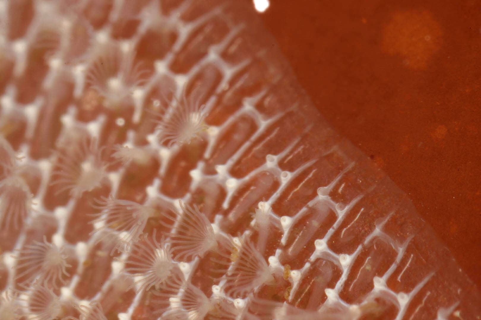 Image of Marine bryozoan