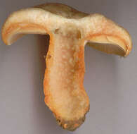 Image of Lactarius semisanguifluus R. Heim & Leclair 1950