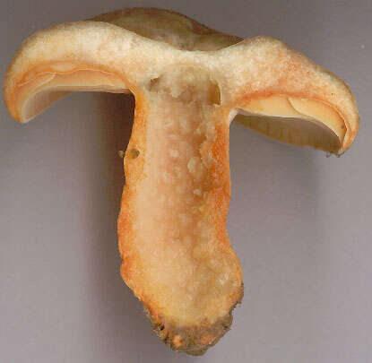 Image of Lactarius semisanguifluus R. Heim & Leclair 1950