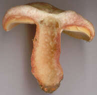 Image of Lactarius semisanguifluus R. Heim & Leclair 1950