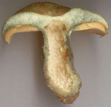 Image of Lactarius semisanguifluus R. Heim & Leclair 1950