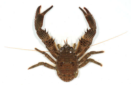 Image of Leach's squat lobster