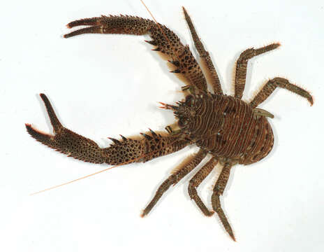 Image of Leach's squat lobster