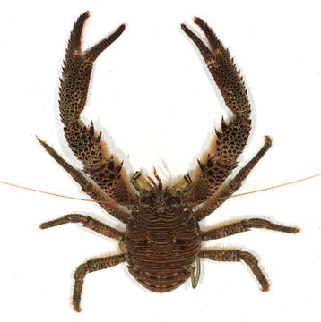 Image of Leach's squat lobster