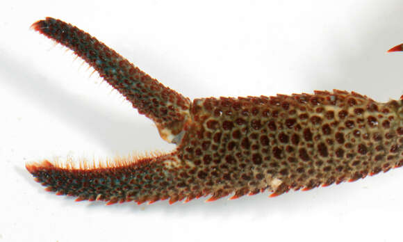 Image of Leach's squat lobster