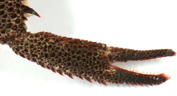 Image of Leach's squat lobster